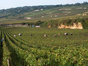 Segredos da Borgonha: o que faz da região o berço de grandes rótulos?