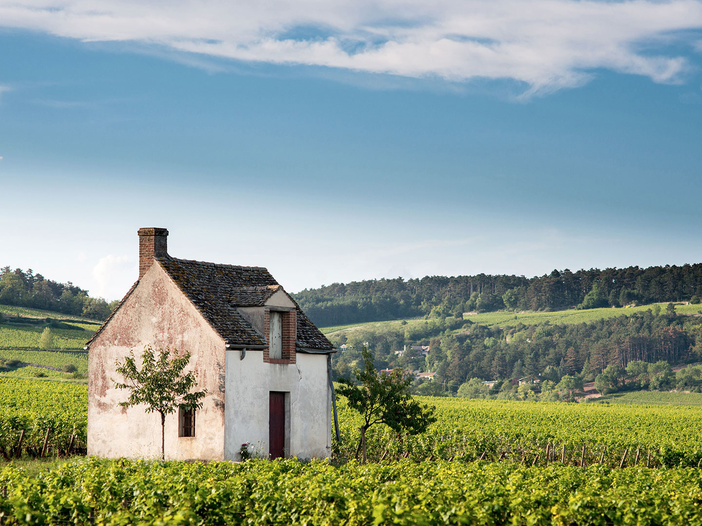 Pommard, o vilarejo que produz vinhos de grande personalidade na Borgonha
