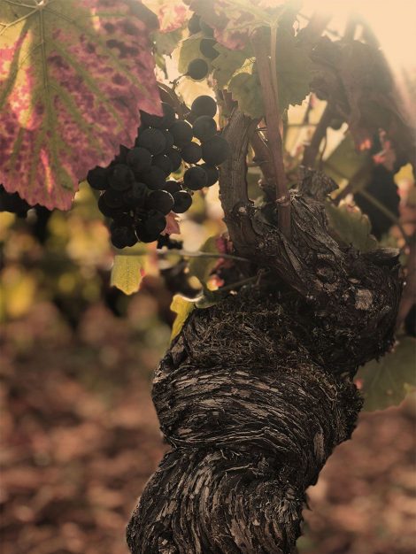 grapes-2